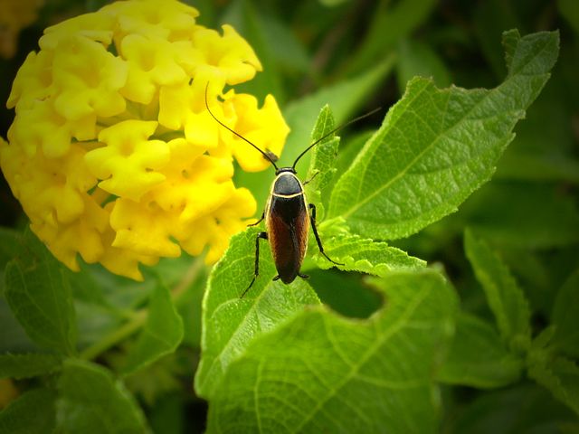 Comment se débarrasser des insectes ?